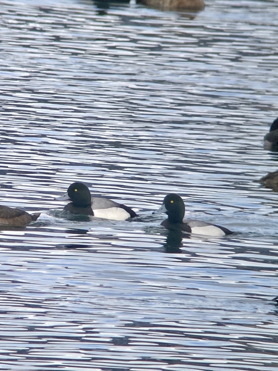 Greater Scaup - Terry  Little