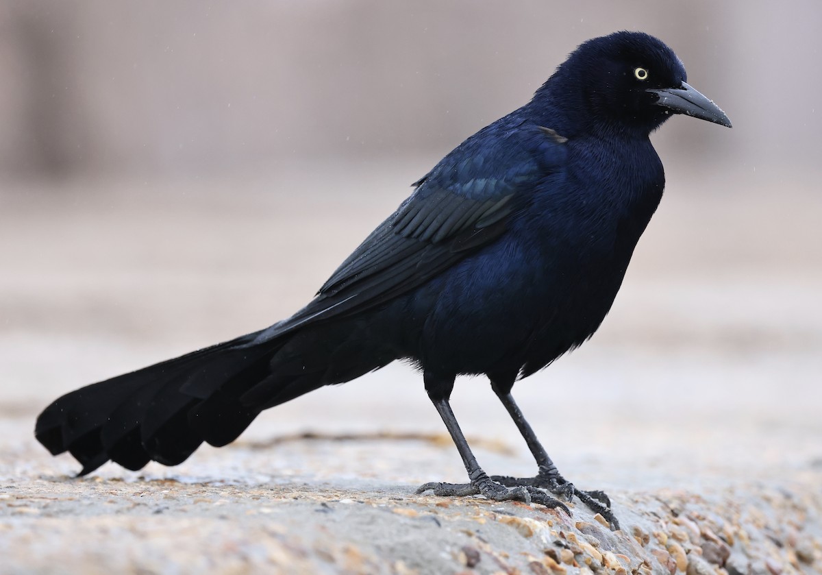 Great-tailed Grackle - ML311803551