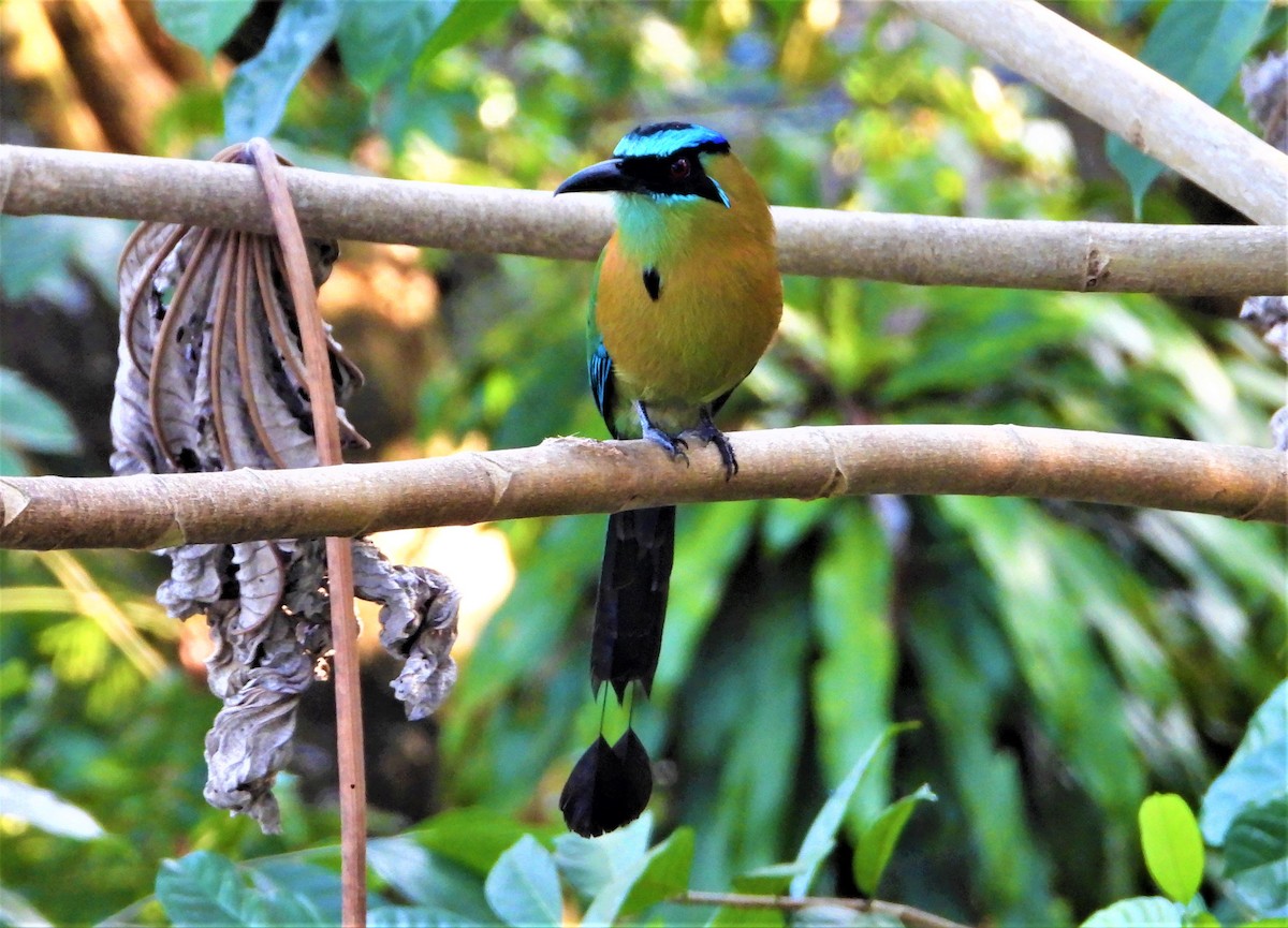 eBird Checklist 25 Feb 2021 Manuel Antonio, Punterenas, Costa Rica 35 species (+2 other taxa)