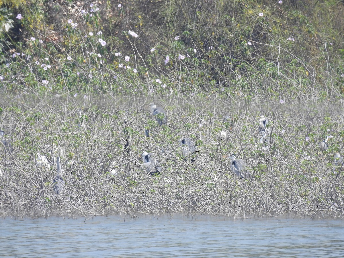 Gray Heron - Raja Bandi
