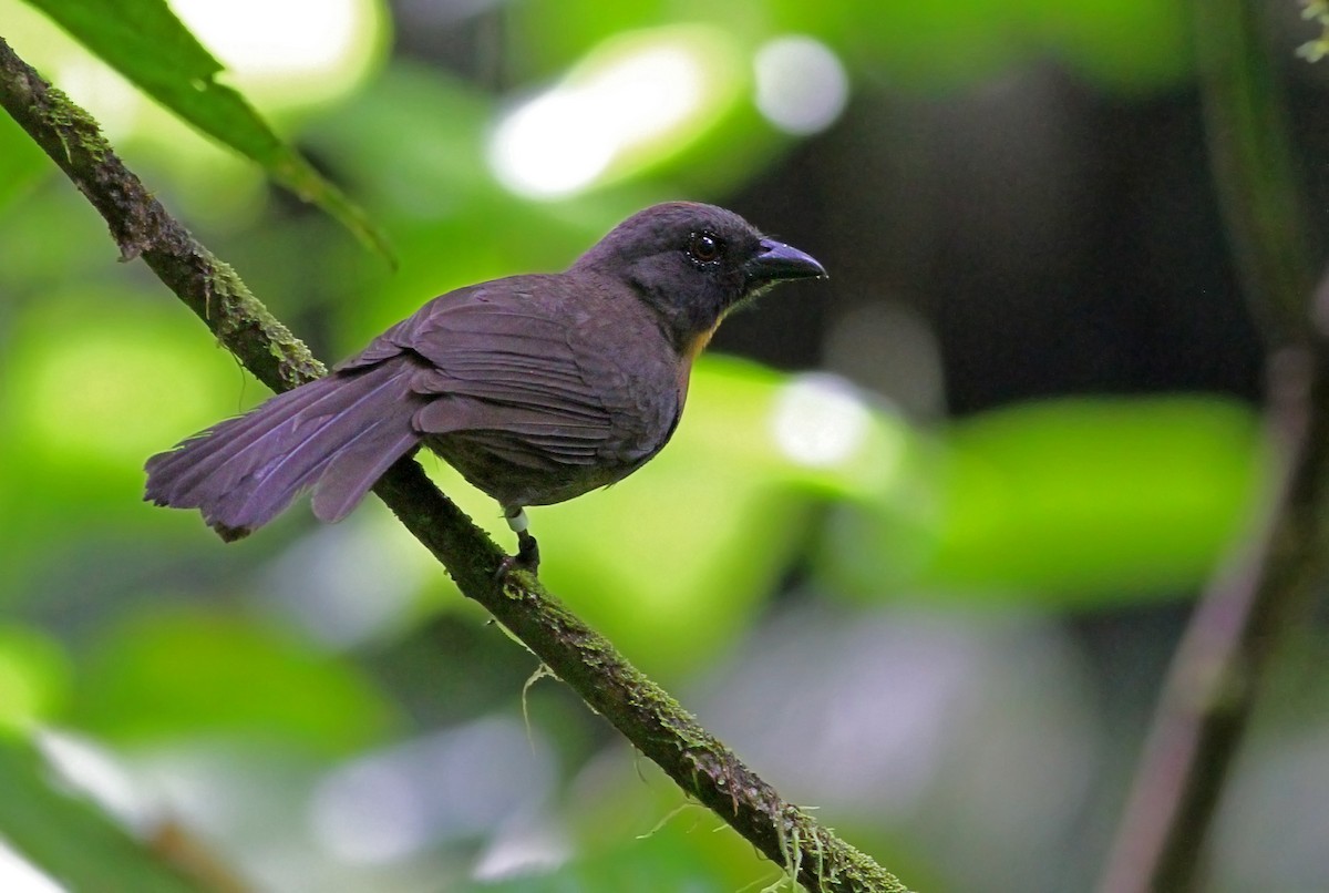 Black-cheeked Ant-Tanager - ML31180991