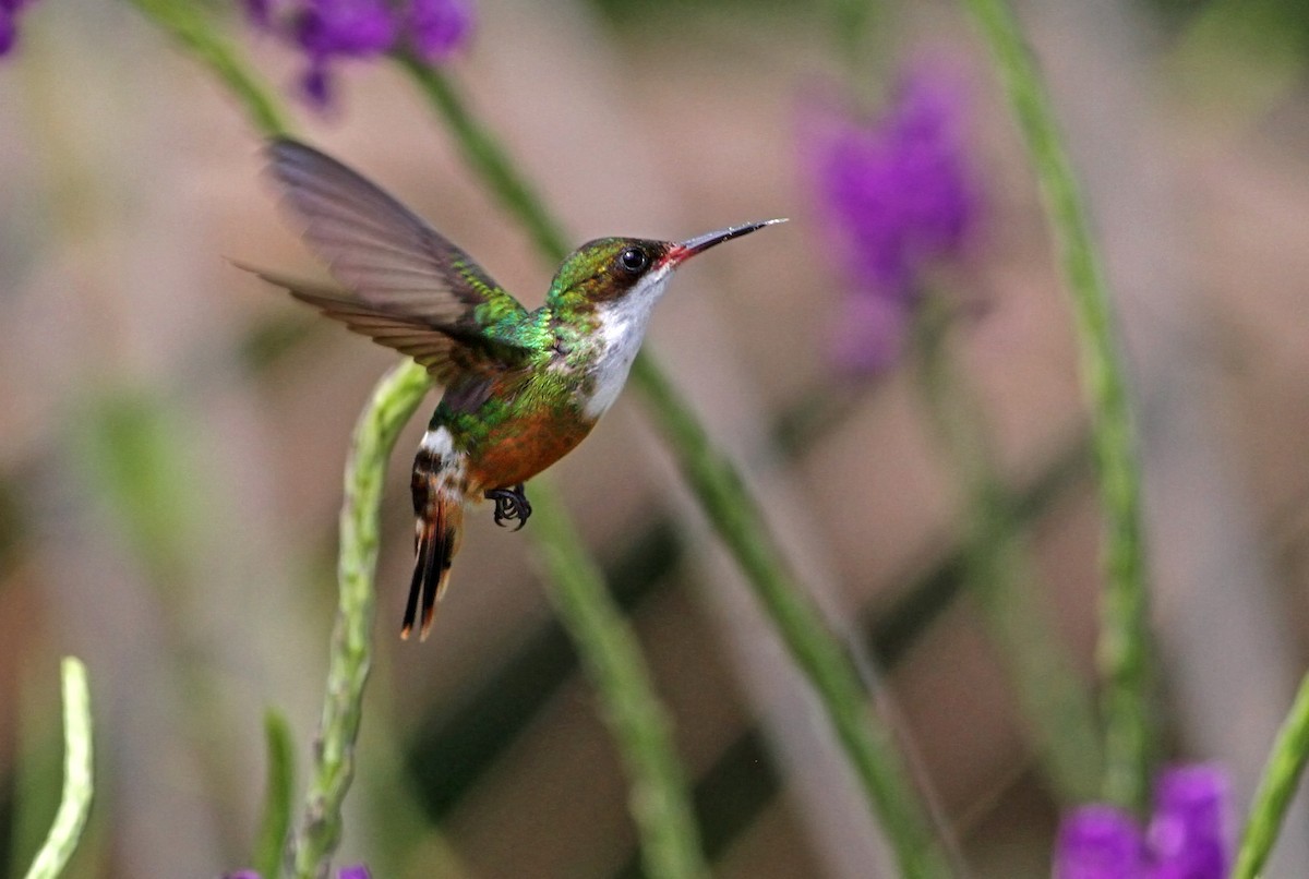 White-crested Coquette - Andrew Spencer