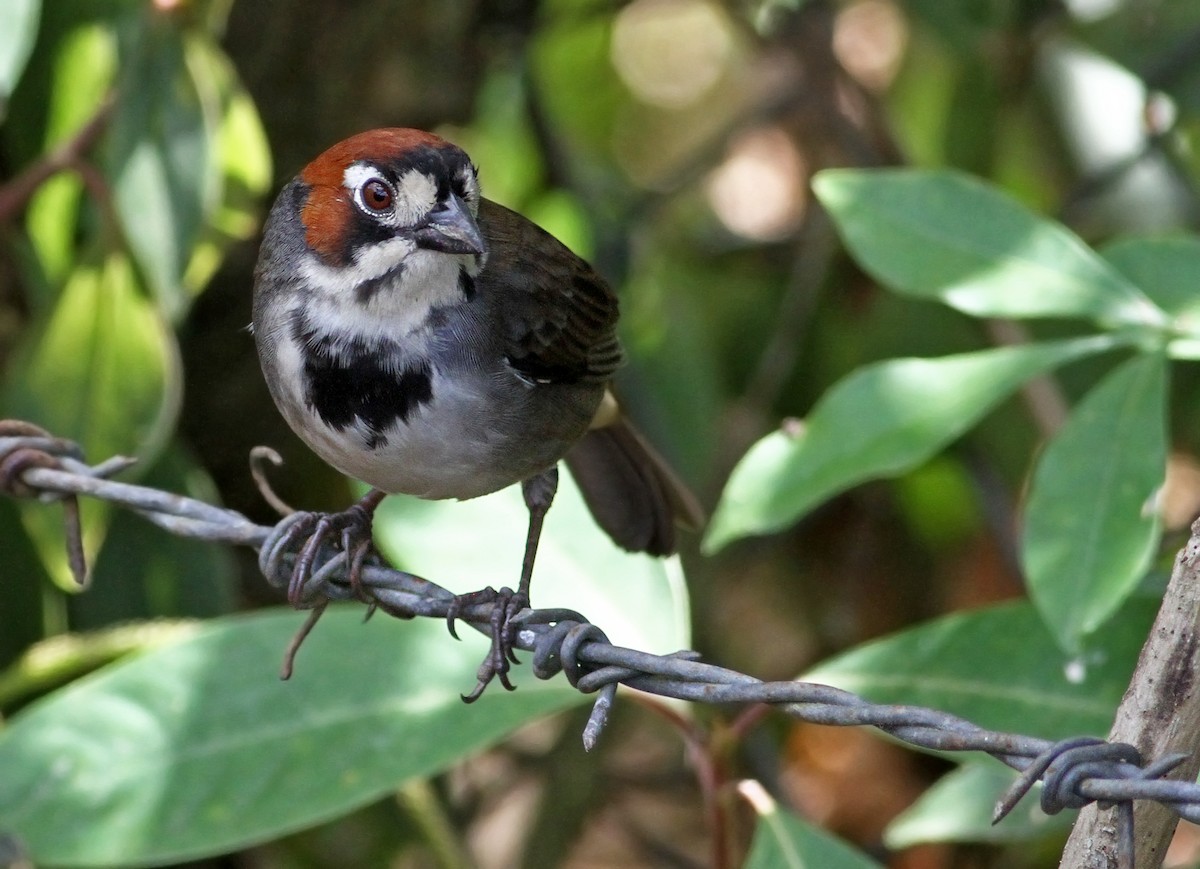 Cabanis's Ground-Sparrow - Andrew Spencer