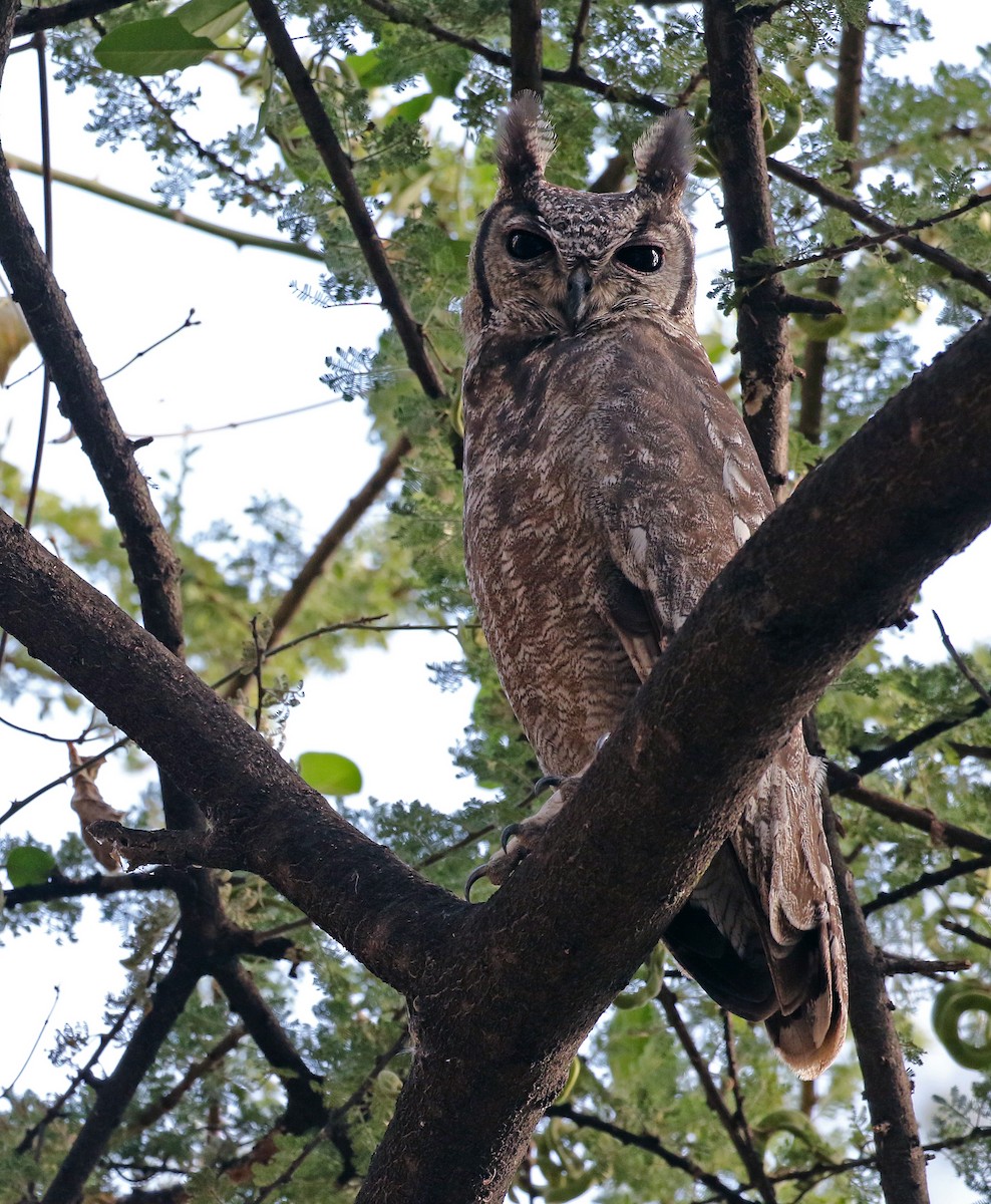 Grayish Eagle-Owl - ML31181241