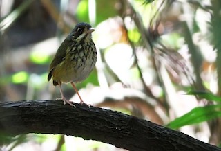  - Masked Antpitta