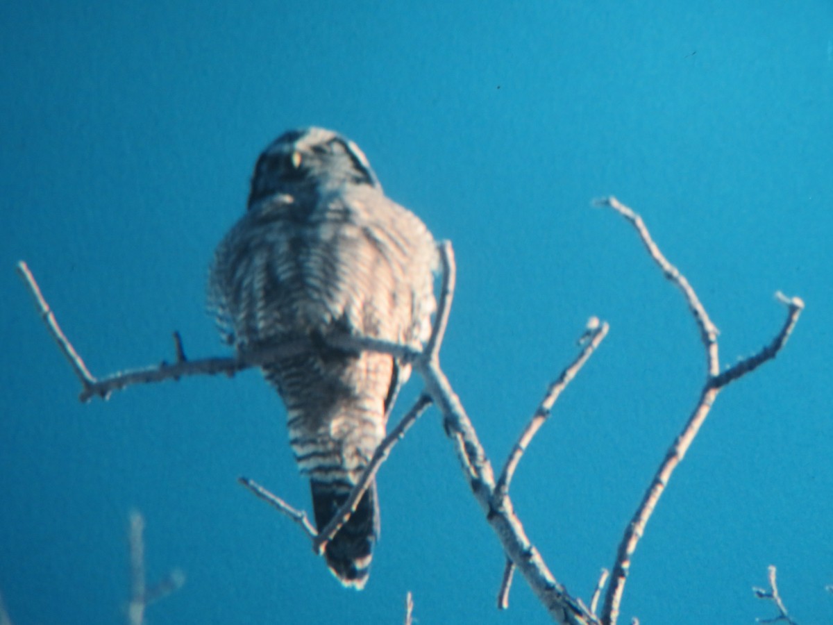 Northern Hawk Owl - Rudolf Koes