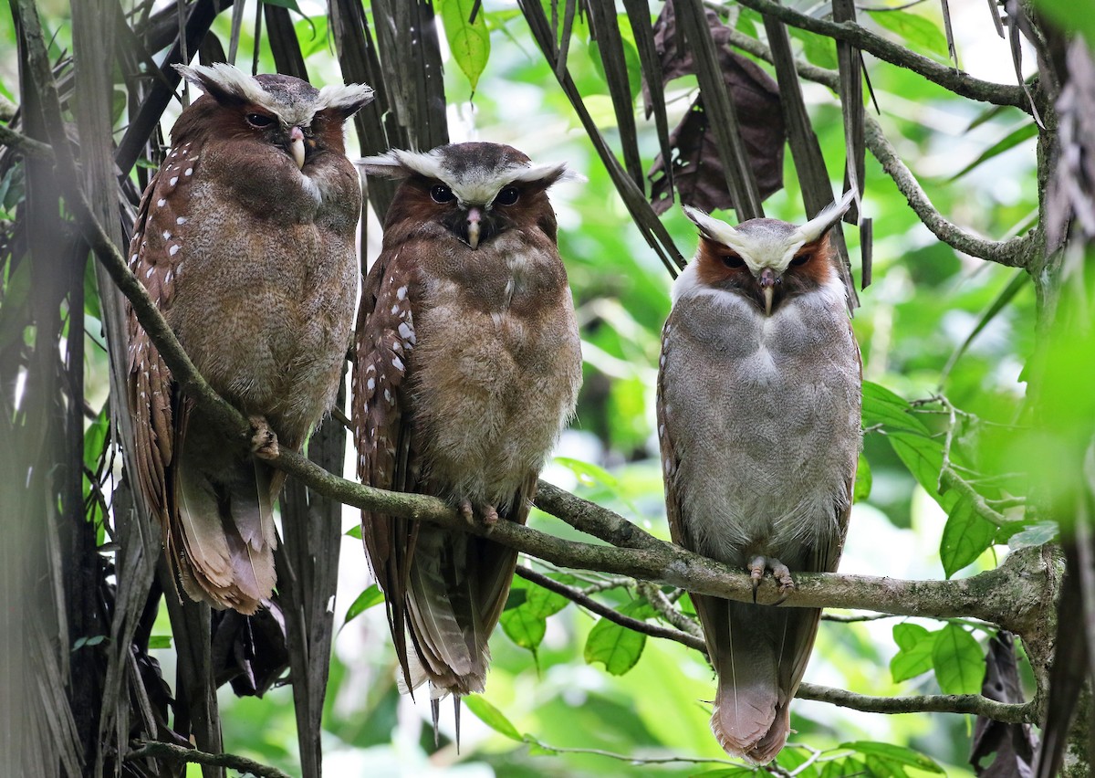 Crested Owl - Andrew Spencer