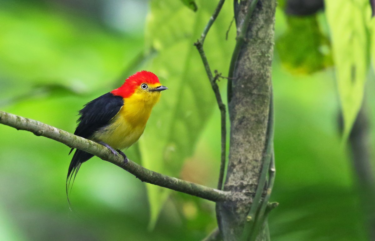 Wire-tailed Manakin - Andrew Spencer