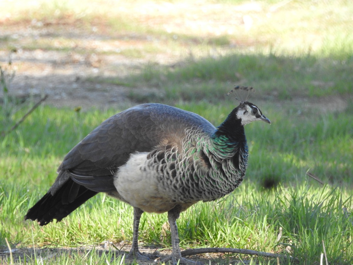 Indian Peafowl (Domestic type) - ML311822551