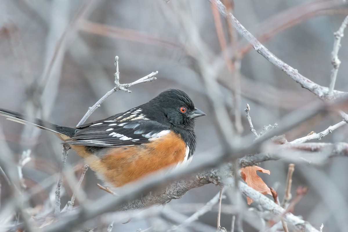 Spotted Towhee - Jeff Cooper