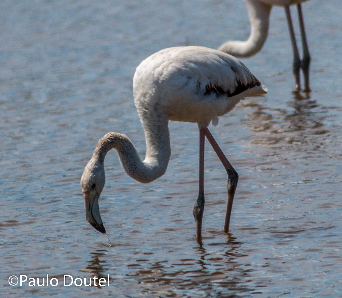 Greater Flamingo - Paulo Doutel