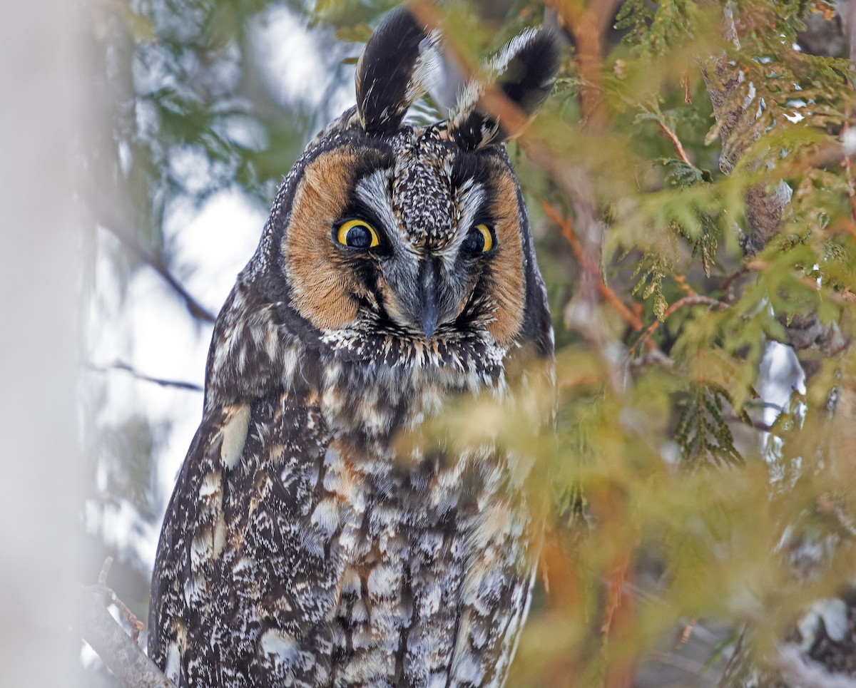 Long-eared Owl - ML311826271