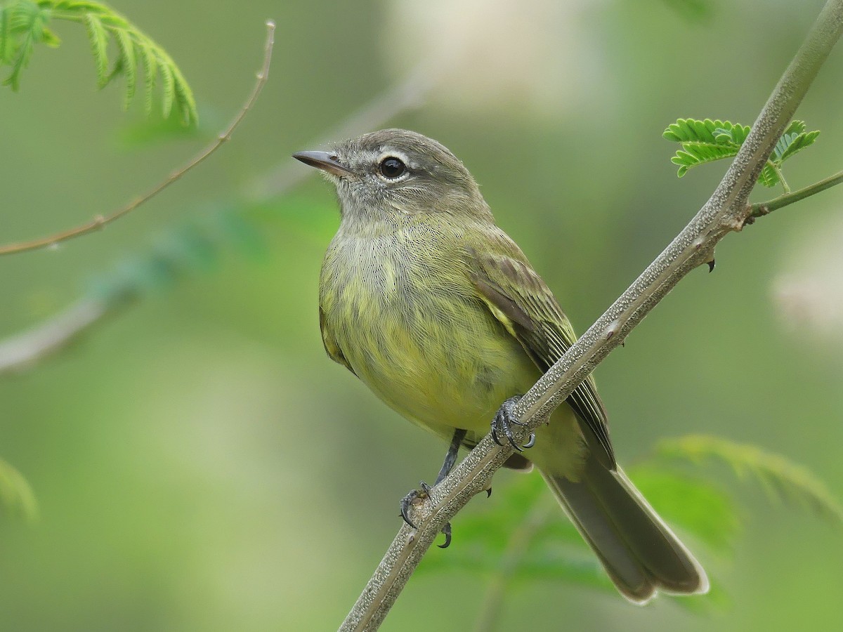 Greenish Elaenia - Myiopagis viridicata - Birds of the World