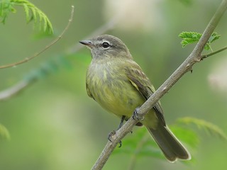 Greenish Elaenia - Myiopagis viridicata - Birds of the World