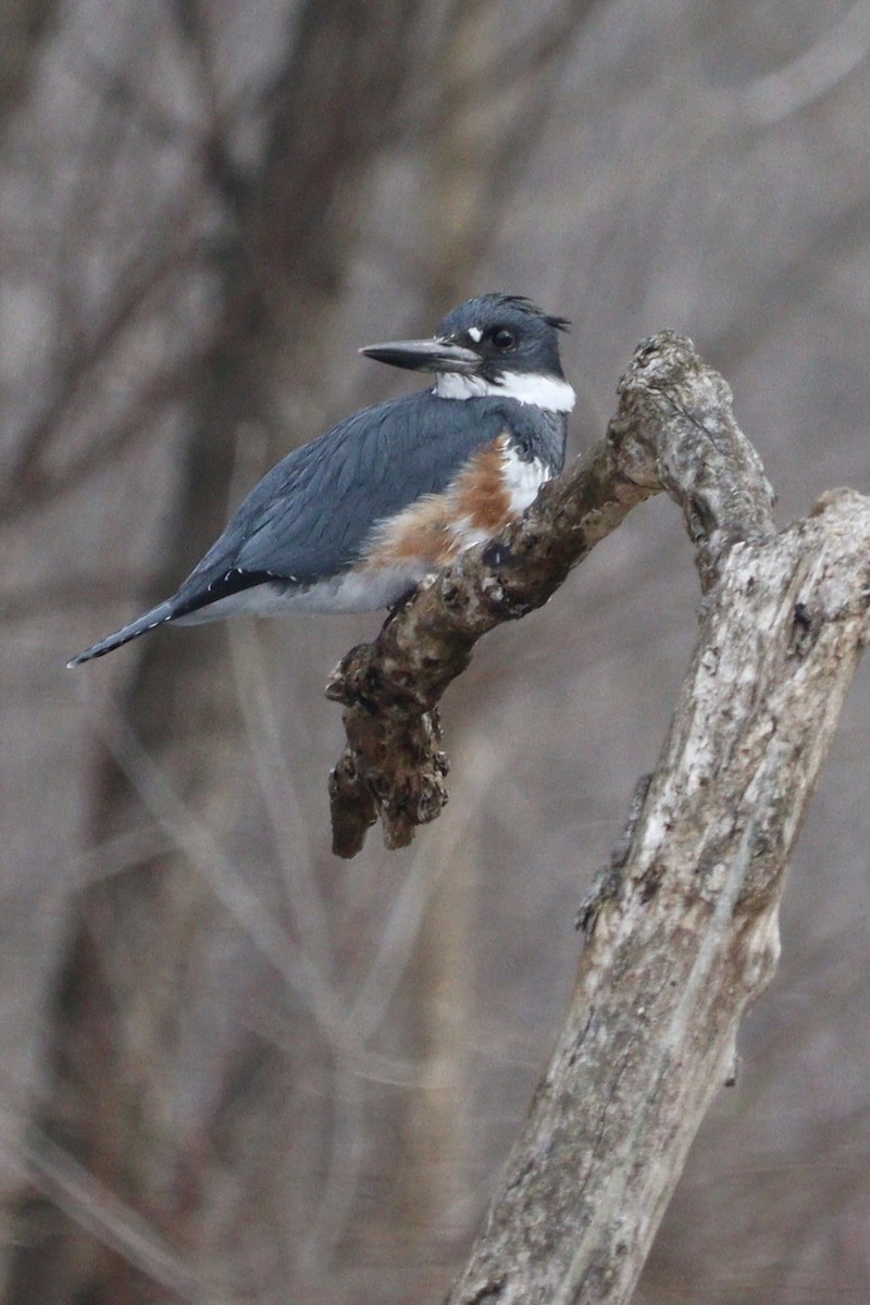 Belted Kingfisher - ML311835511