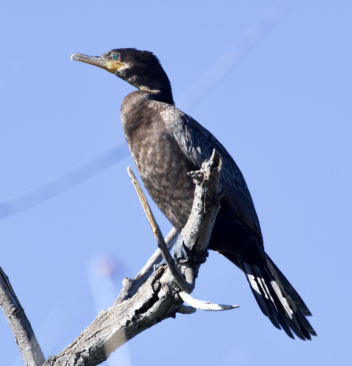 Neotropic Cormorant - william tyrer