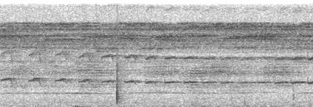 Дереволаз-довгохвіст великий [група typica] - ML31184