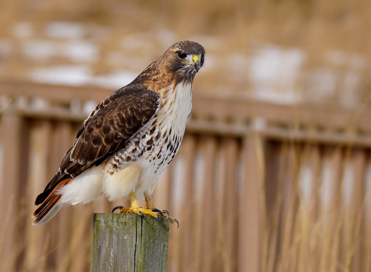 Red-tailed Hawk - ML311843971