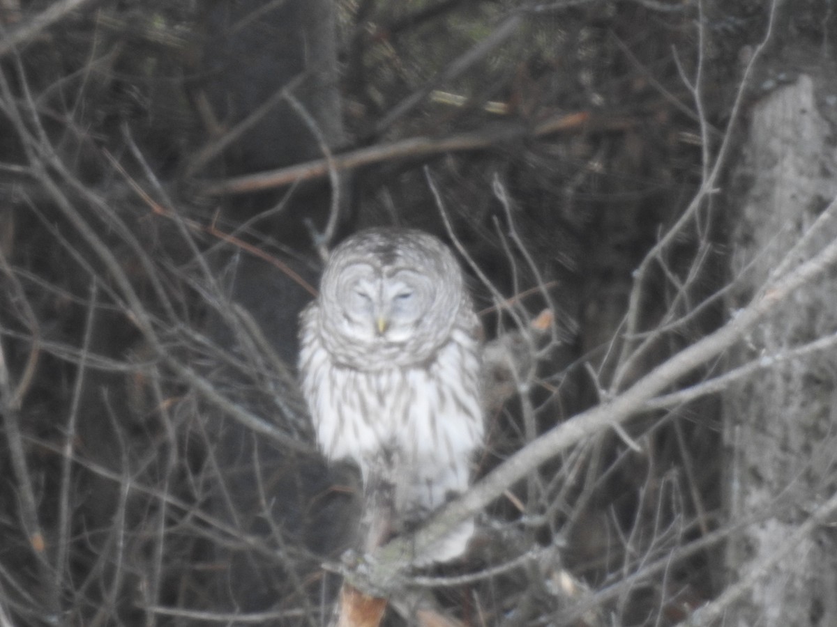 Barred Owl - ML311844381