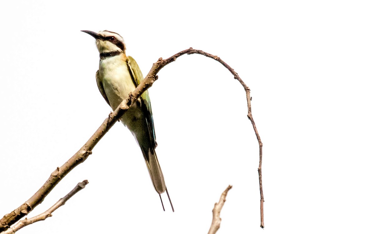 White-throated Bee-eater - ML311845421