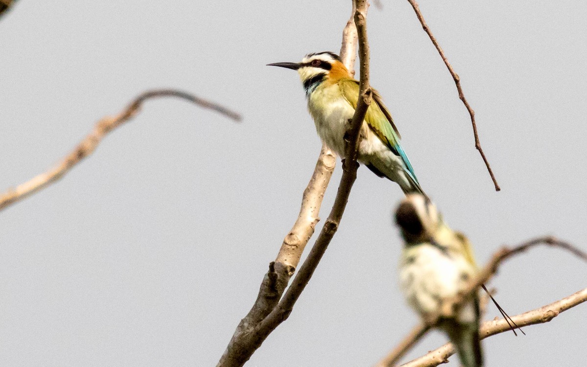 White-throated Bee-eater - ML311845431