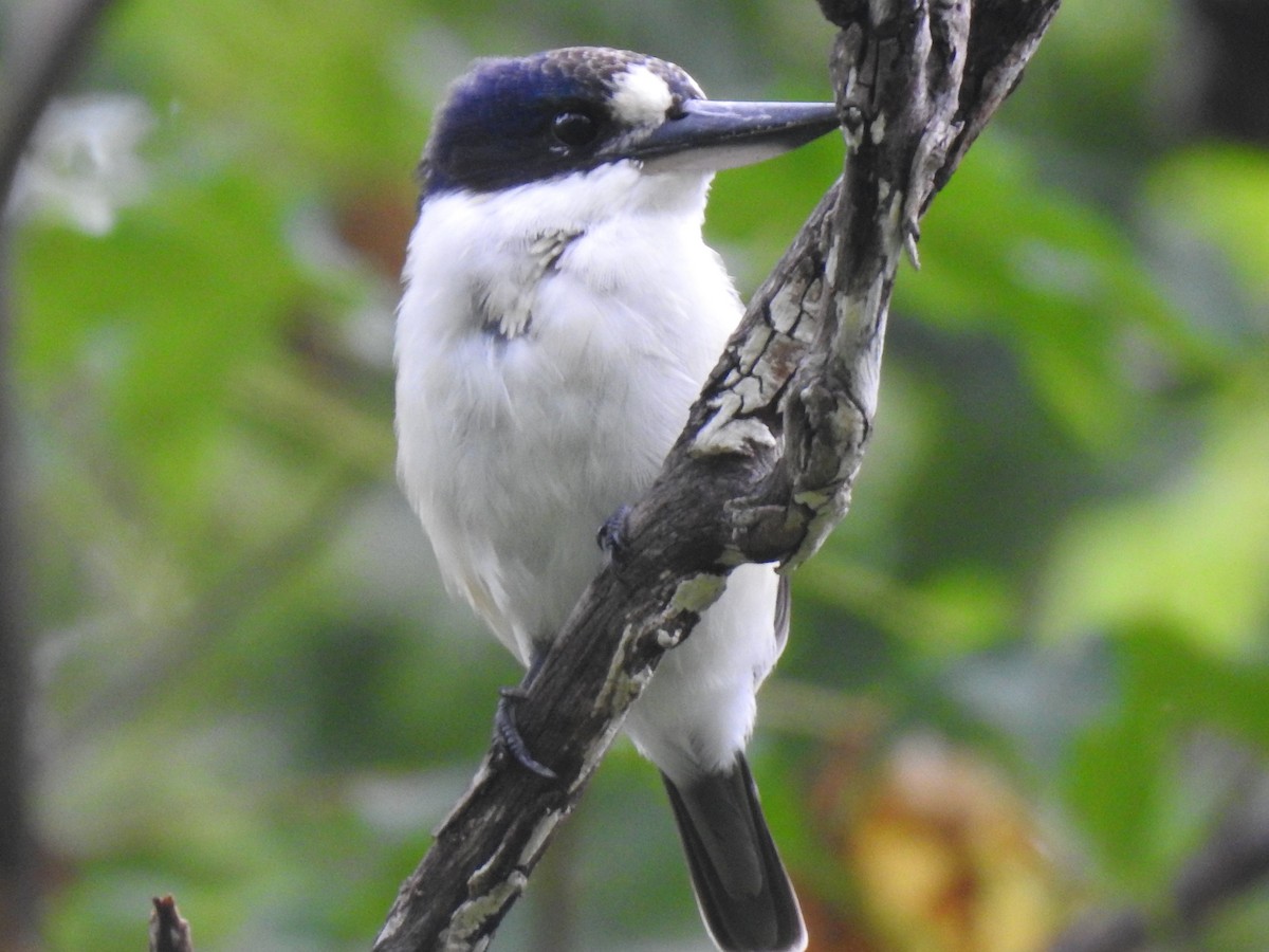 Forest Kingfisher - ML311845451
