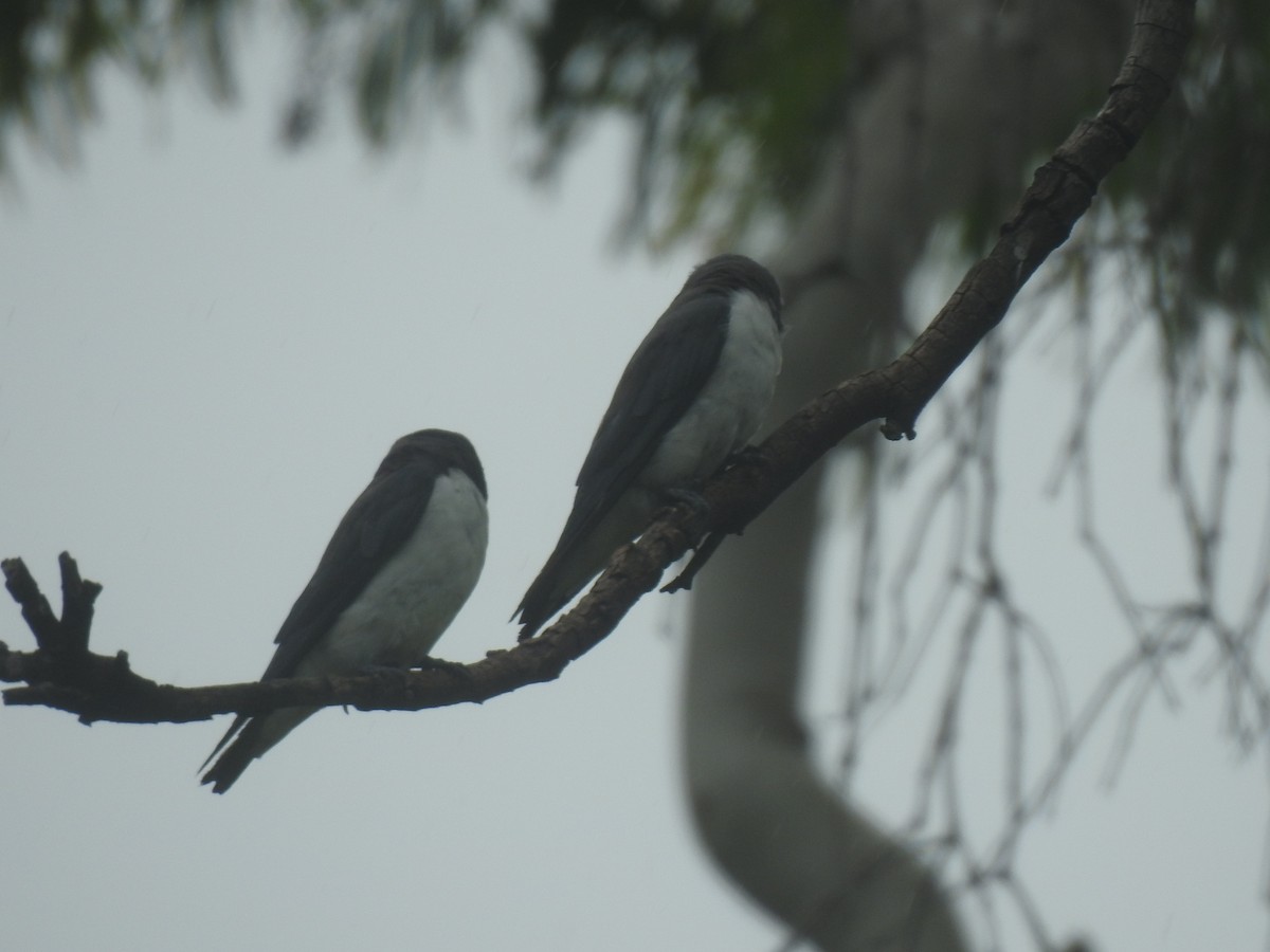 White-breasted Woodswallow - ML311847051