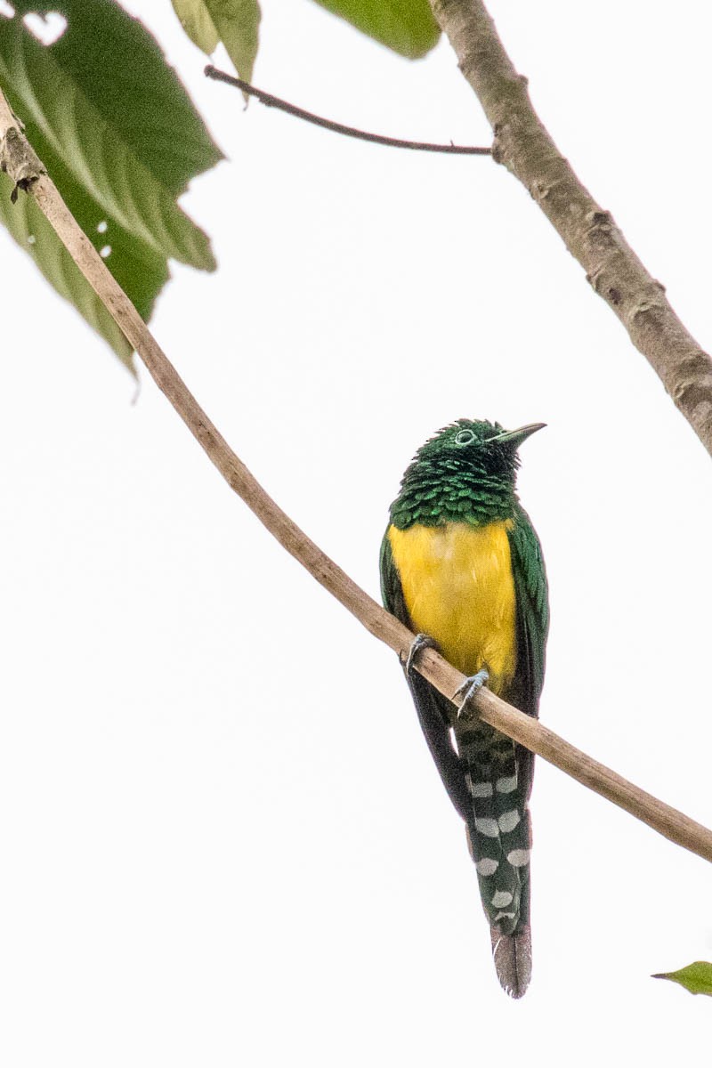 African Emerald Cuckoo - ML311847651