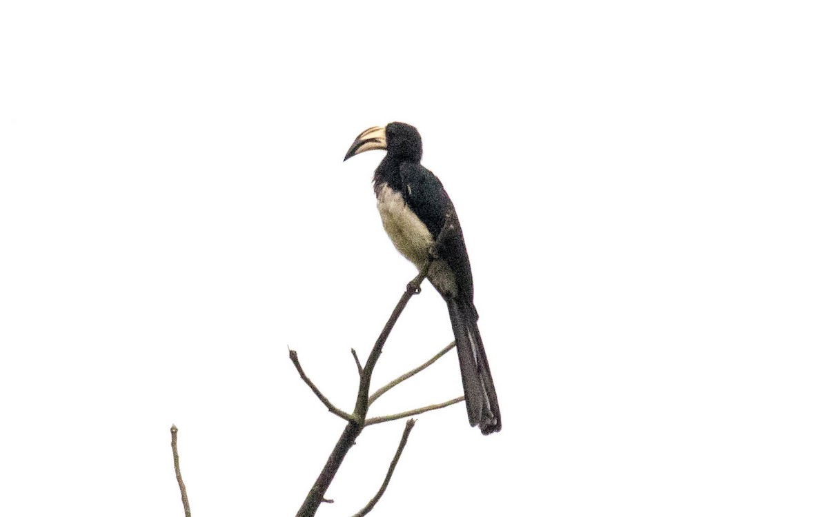 West African Pied Hornbill - ML311847721