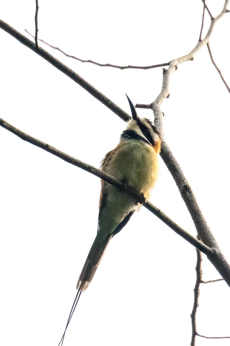 White-throated Bee-eater - ML311847881