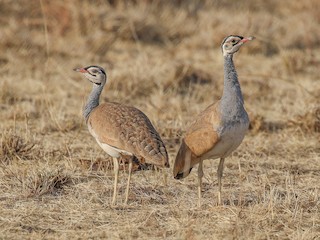  - White-bellied Bustard