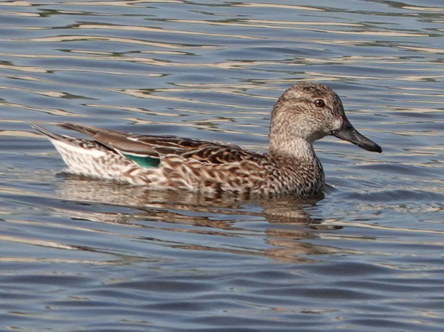 Blue-winged Teal - ML311848111