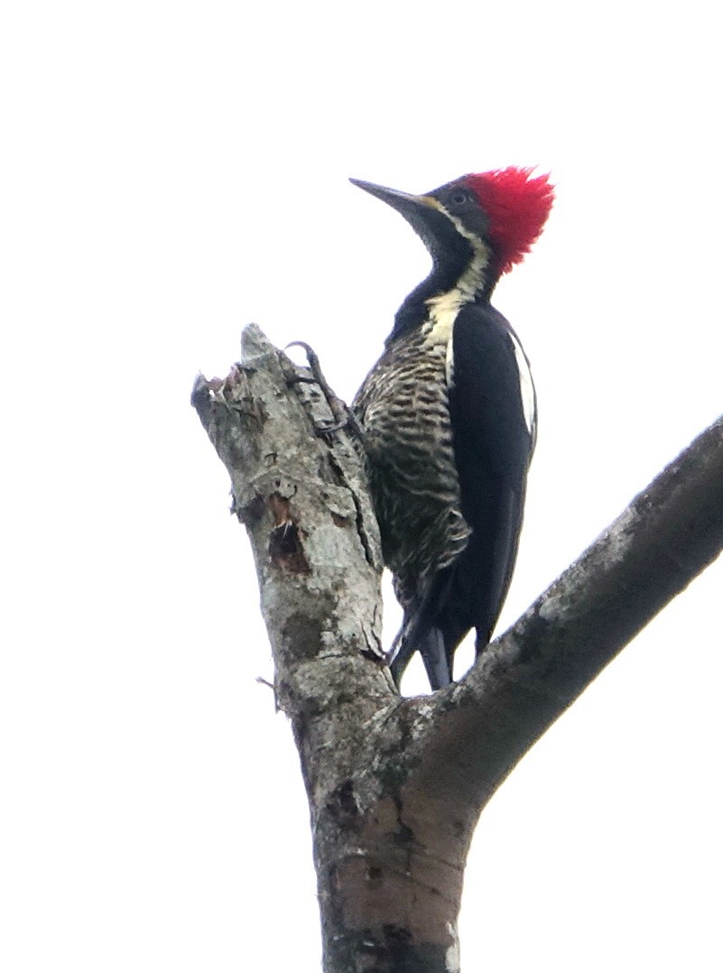 Lineated Woodpecker - Doug Swartz