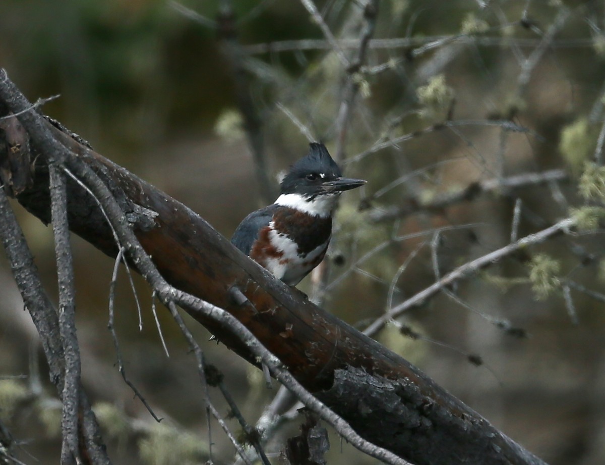 Belted Kingfisher - ML31184971