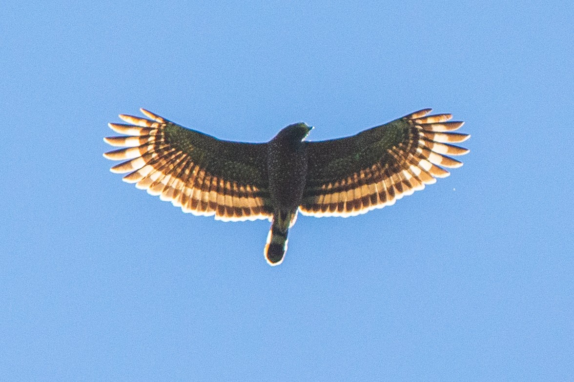 Philippine Serpent-Eagle - Vinz Pascua