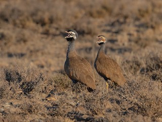  - Blue Bustard