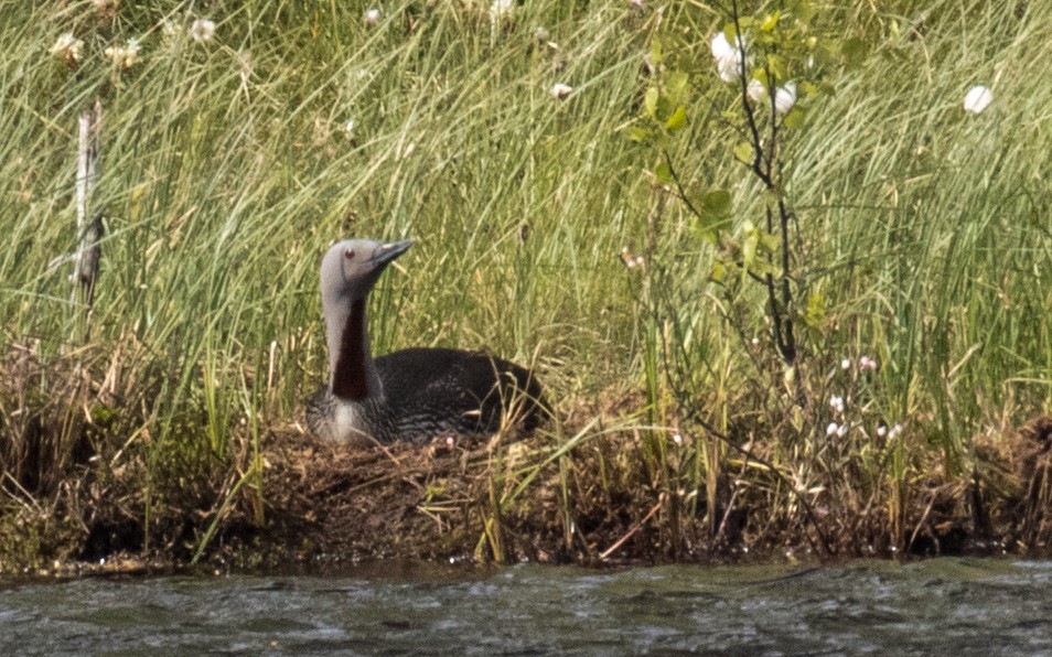 Red-throated Loon - ML311857651
