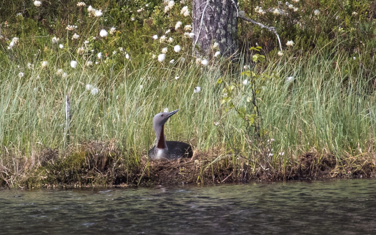 Red-throated Loon - ML311857671