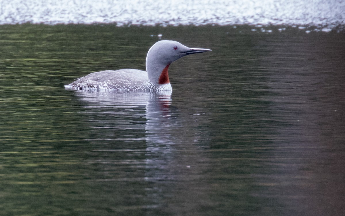 Red-throated Loon - ML311857911