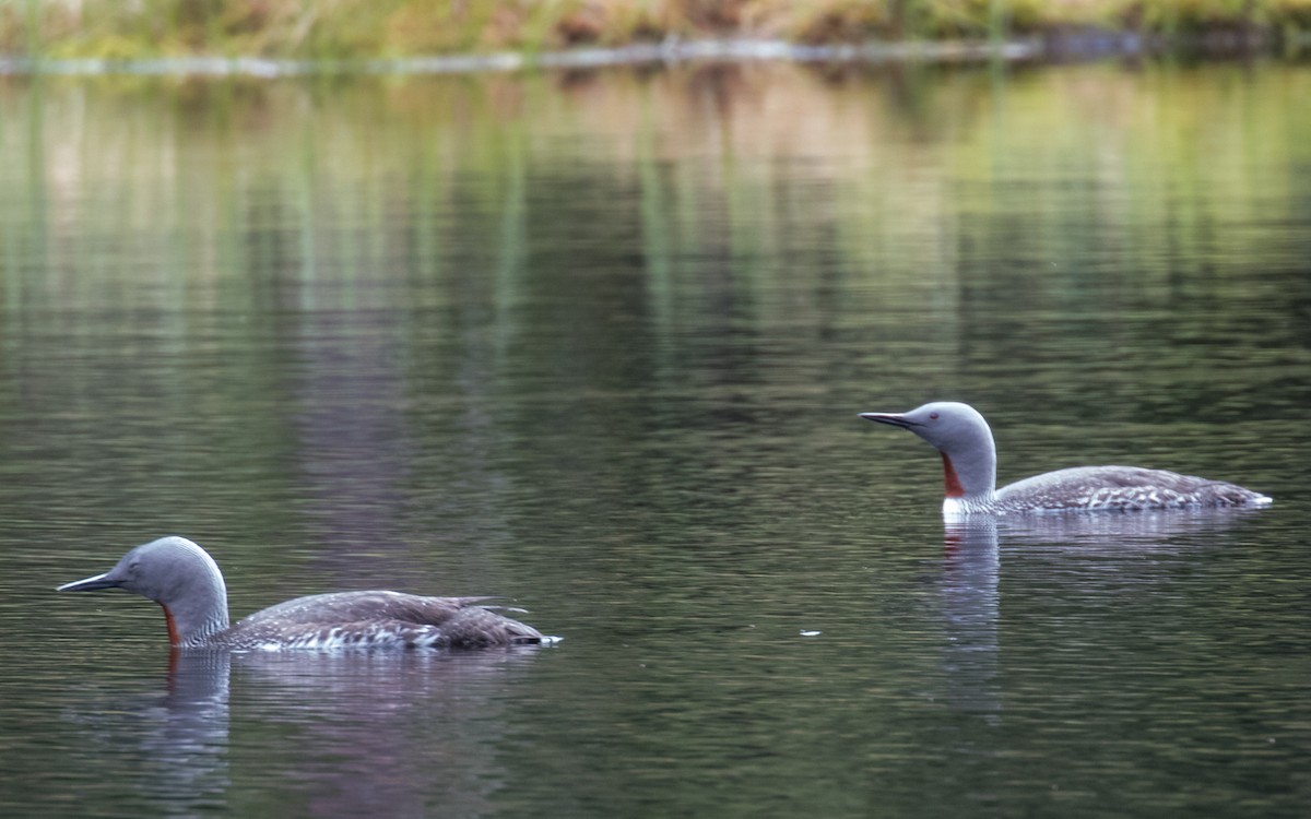 Red-throated Loon - ML311857961