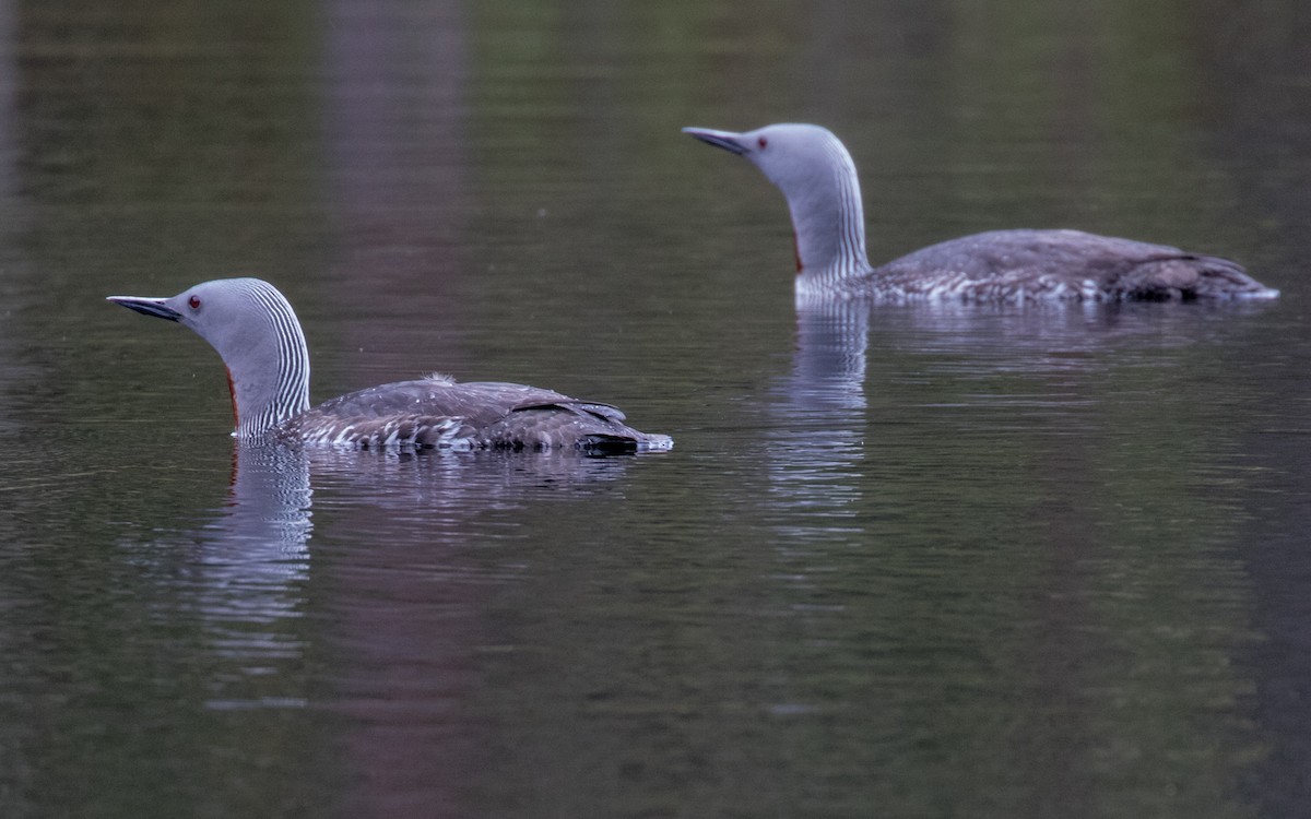Red-throated Loon - ML311858001