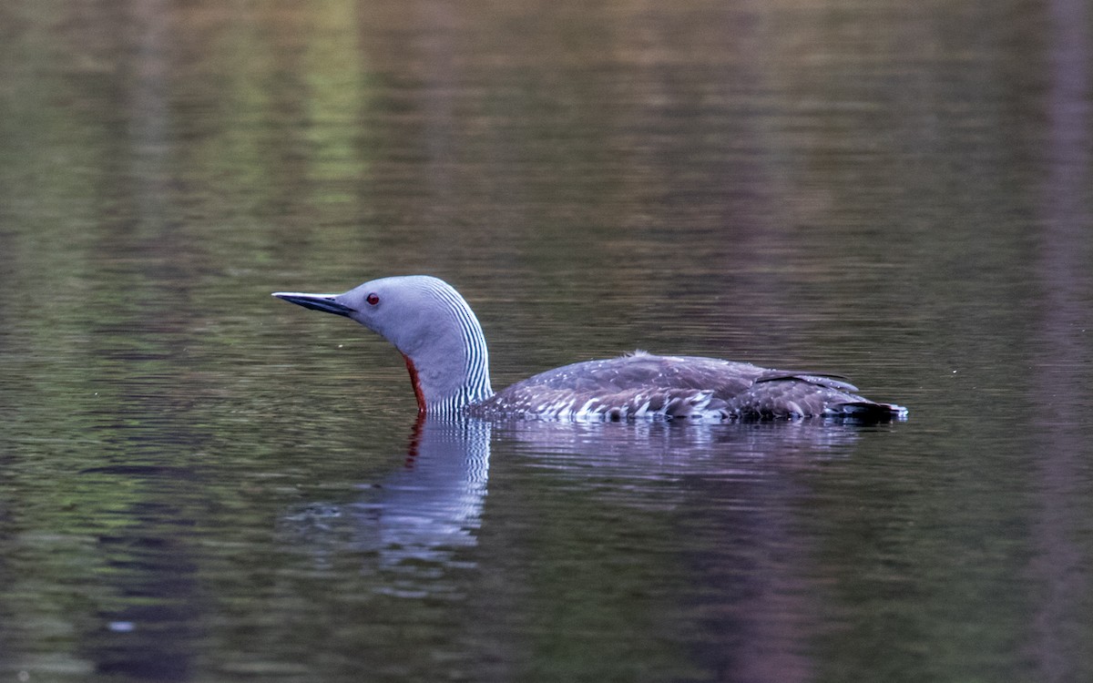 Red-throated Loon - ML311858011