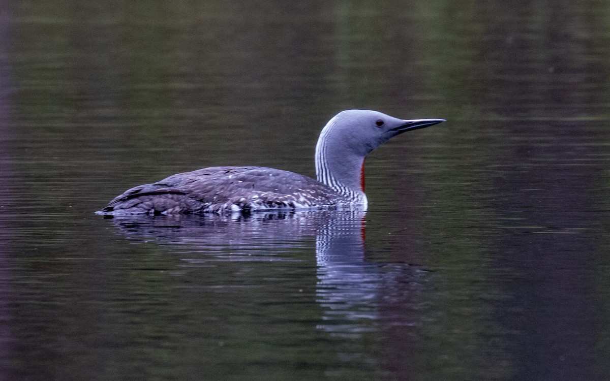 Red-throated Loon - ML311858021