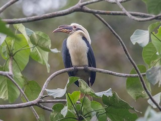 Samar Hornbill - Penelopides samarensis - Birds of the World