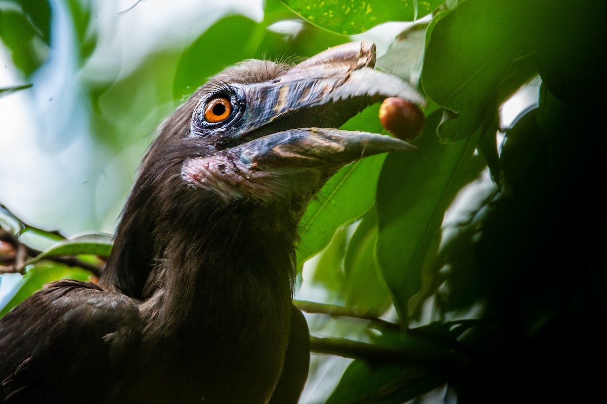 Luzon Hornbill - Vinz Pascua