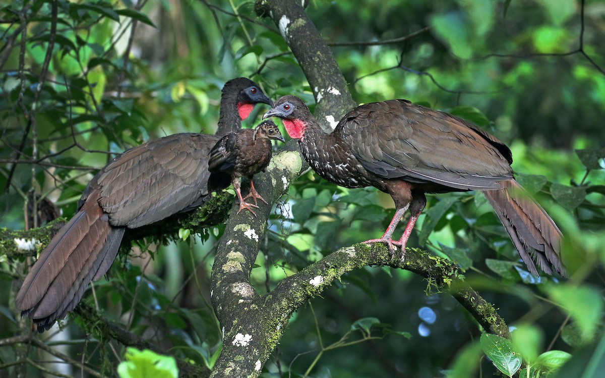 Crested Guan - ML31185961