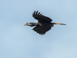  - Mindanao Hornbill