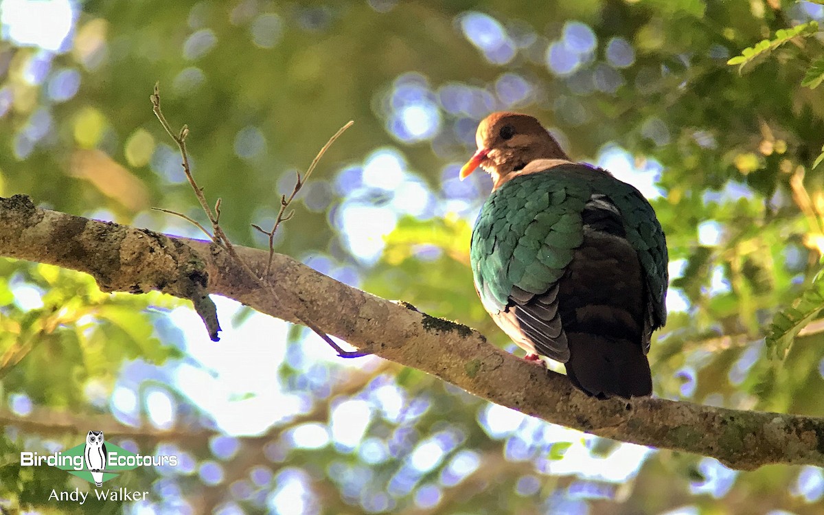 Pacific Emerald Dove - Andy Walker - Birding Ecotours