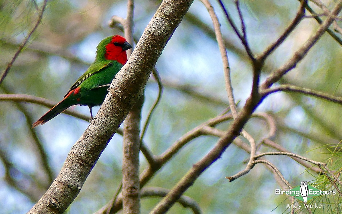 Red-throated Parrotfinch - Andy Walker - Birding Ecotours