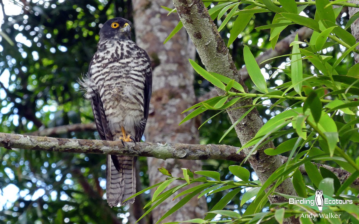 New Caledonian Goshawk - Andy Walker - Birding Ecotours